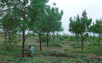 ミャンマー第2「緑の地球の森」プロジェクト