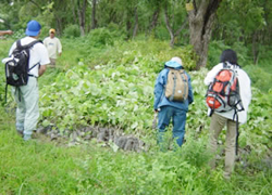 植林の為の苗選び